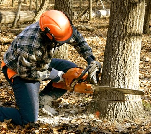 Tree Removal in Fairlee, VT